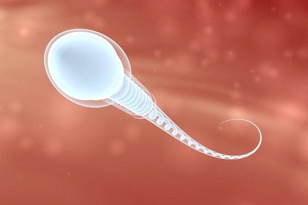 espermatozoide